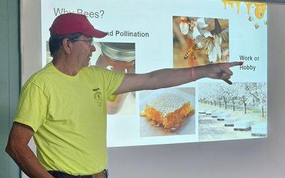 Bee Presentation